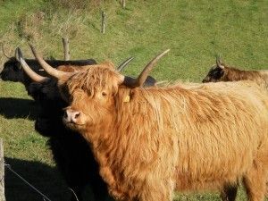 Chov skotu, z kterého produkujeme to nejlahodnější maso